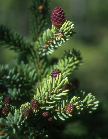 PICEA MARIANA BARK EXTRACT