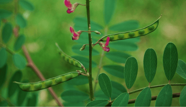 TEPHROSIA PURPUREA EXTRACT