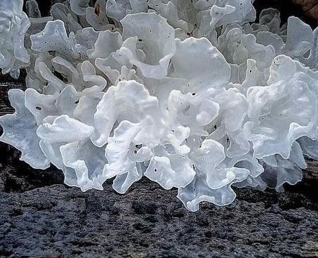 TREMELLA FUCIFORMIS POLYSACCHARIDE