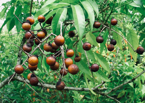 SAPINDUS MUKOROSSI FRUIT EXTRACT
