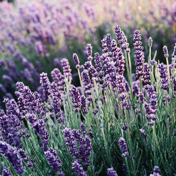 LAVANDULA ANGUSTIFOLIA OIL