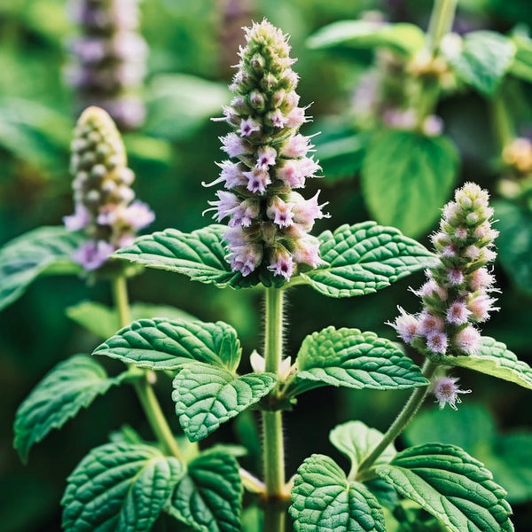 POGOSTEMON CABLIN (PATCHOULI) LEAF OIL