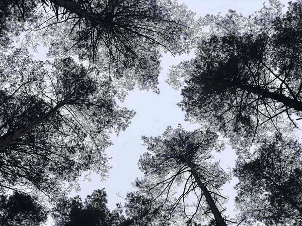 LAST skincare born from tree resins