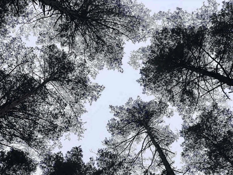 LAST skincare born from tree resins