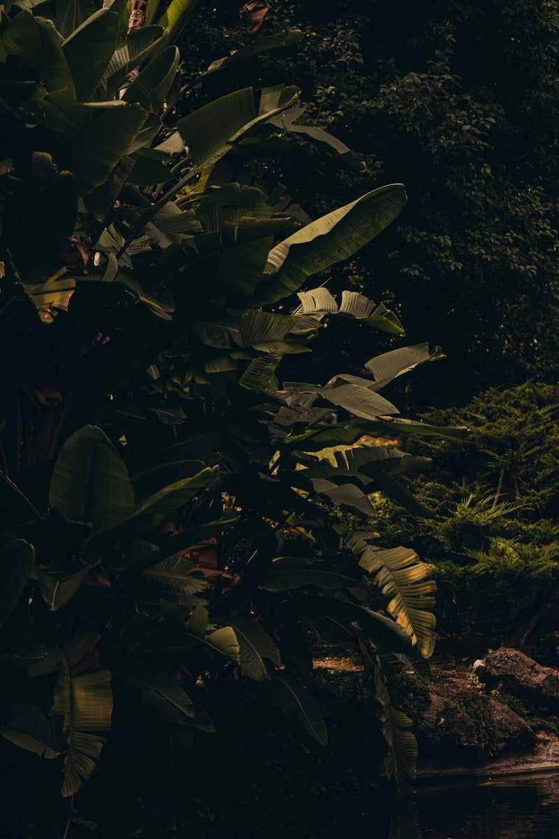 Vegan and plant based | LAST skincare